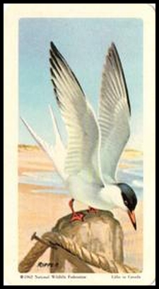 42 Common Tern